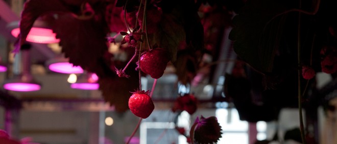 Aardbeien in de vertical farm in Amsterdam-IJburg. Onder LED-lampen, groeien ze in waterbakken op een oplossing van voedingsstoffen. Foto: Metfarm.