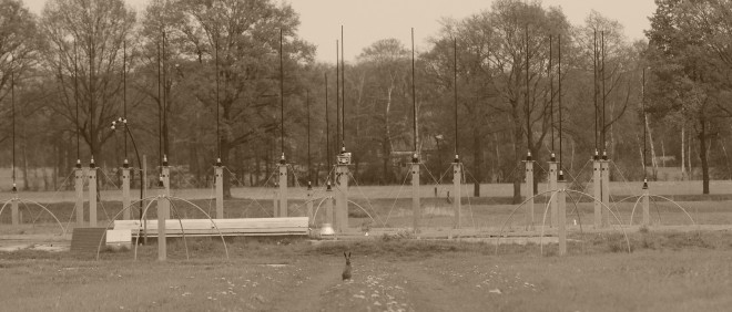 Gevonden! Daar is de haas (het is een echte), bij de antennes in Eibergen. Foto: Anne Geene (voor De Correspondent)