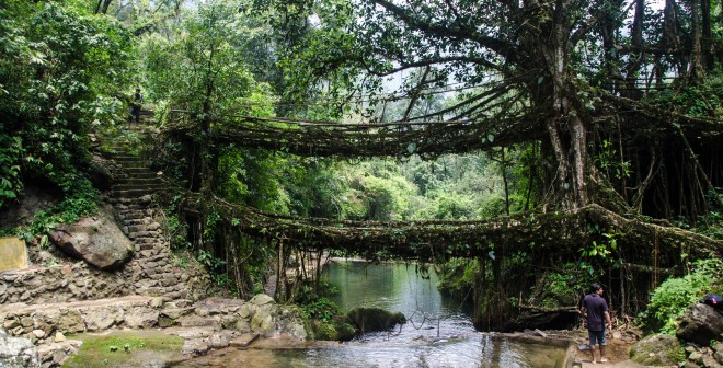 Bruggen van boomwortels (de Ficus Elastica) in Cherrapunji (India).