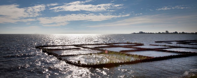 Met de proef Marker Kwelderwerken wordt onderzocht of het mogelijk is om met de aanleg van rijshouten dammen lokaal slib vast te leggen. Achter de dammen ontstaat een luwtegebied waar oever- en waterplanten kunnen groeien. Foto: Maarten Hartman