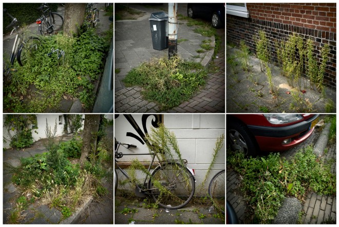 Slecht groenonderhoud in de stad Groningen. Foto: Kees van de Veen/Hollandse Hoogte