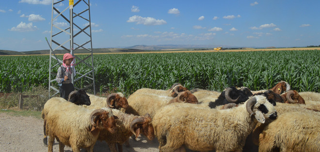 Een jongen hoedt geiten in de omgeving van Reyhanli (Turkije). Foto: Tan Tunali