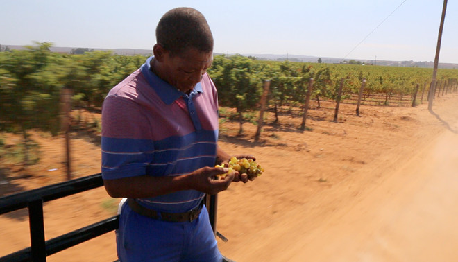 Een farmworker van Stellar Organic Winery eet druiven onderweg naar het veld. Het beeld bij dit verhaal is van Emma Lesuis en Stefan Môhl.