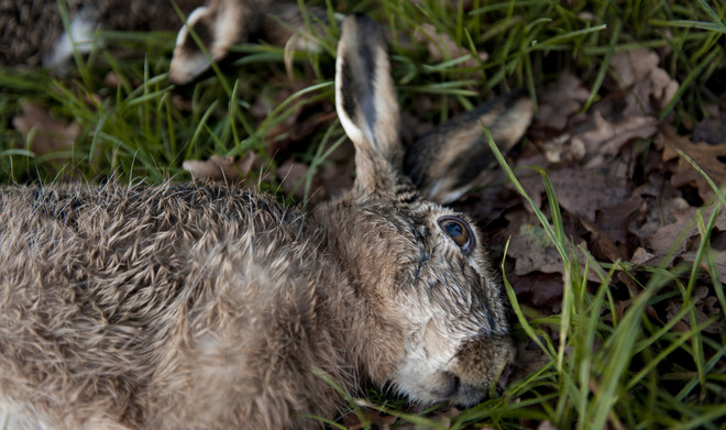 Net geschoten hazen. Foto: Nadine Maas / Hollandse Hoogte
