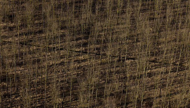 Aanplant van jonge bomen bij Geldermalsen. Foto: Siebe Swart / Hollandse Hoogte