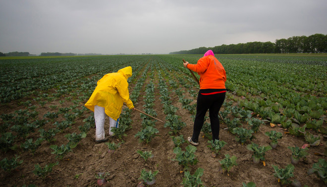 Het onkruid wordt gewied in Ens, Nederland. Bert Janssen / Hollandse Hoogte
