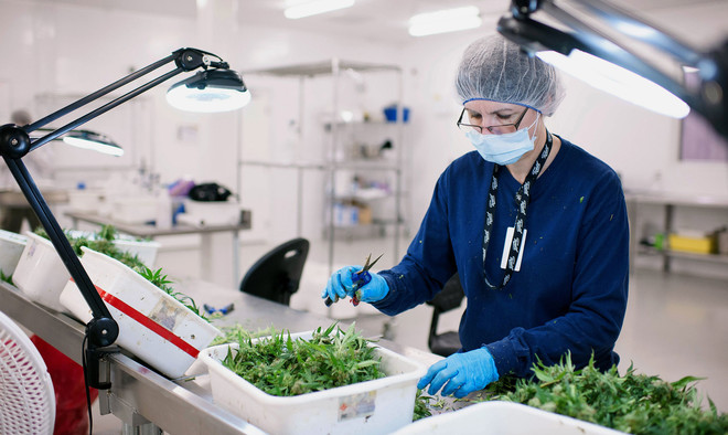 Een medewerker knipt medicinale wiet in het laboratorium van Tweed Inc in Canada. Foto: James MacDonald / Bloomberg via Getty Images