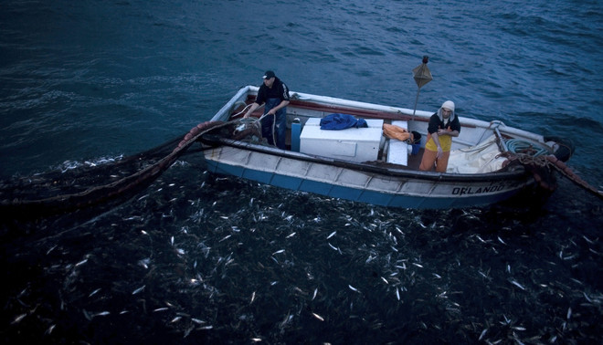 Vissers vangen sardientjes met ringzegen. Deze in Portugal gevangen sardientjes zijn de eerste in hun soort die binnen de grenzen van Europa het MSC-keurmerk kregen. Foto: Nacho Doce / Reuters