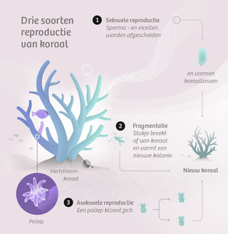 Infographic: Leon de Korte (redactioneel ontwerper bij De Correspondent)