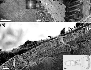 Zeshoekige kristallen van guanine in de opperhuidcellen van een mannelijke zeesaffier. (a) De hexagonale kristalrangschikking gezien onder een lichtmicroscoop. (b) Een dwarsdoorsnede onder de rasterelektronenmicroscoop. De afwisselende lagen kristal en cytoplasma zijn goed zichtbaar. (c) Een zijaanzicht van de lagen. Bron: doi: 10.1021/jacs.5b05289.