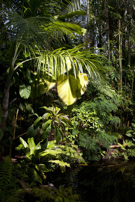 Planten in de Hortus Botanicus. Foto: Amber Toorop (voor De Correspondent)
