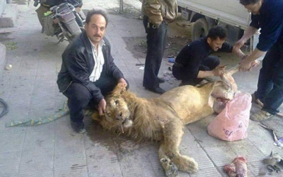 Of het klopt is nooit geverifieerd, maar op deze foto zou te zien zijn hoe Syrische rebellen een leeuw villen, die afkomstig zou zijn uit de Al-Qarya al-Shama-dierentuin. In november 2013 werd dit beeld veelvuldig verspreid op sociale media.