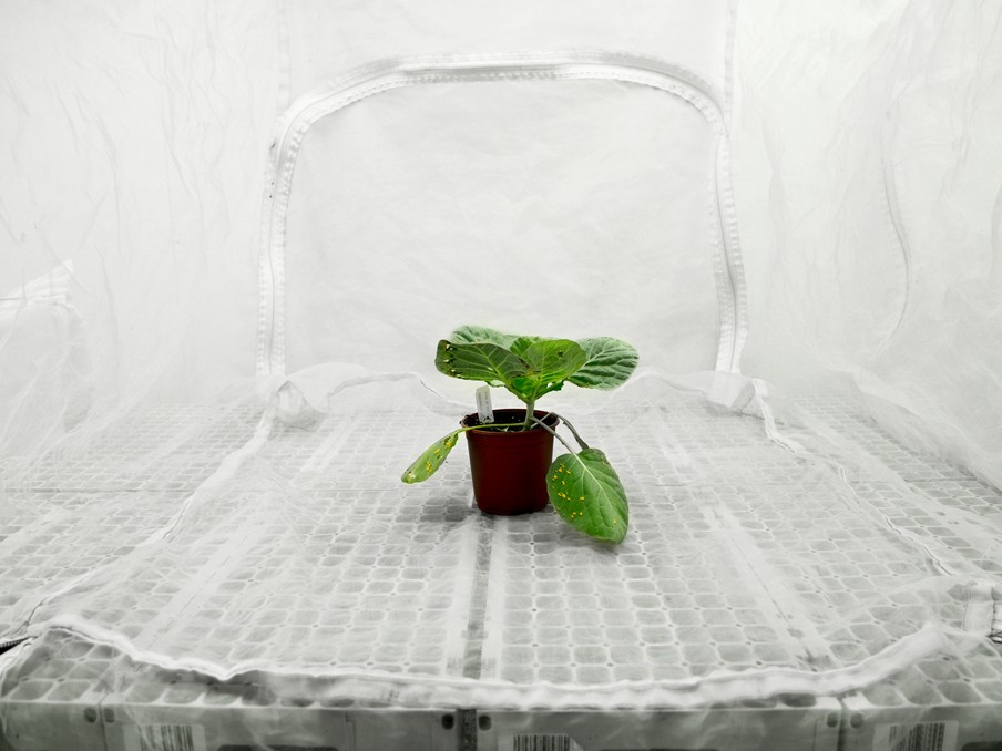 Bij onderzoek naar ziekteresistentie worden planten blootgesteld aan ziekmakende insecten, virussen, bacteriën of schimmels. Soms blijft één gezonde plant over met net dat ene stukje DNA dat ervoor zorgt dat juist hij kan overleven. © Jos Jansen