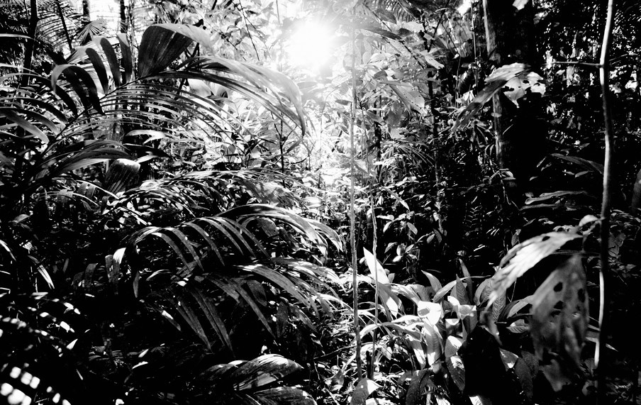 Het Amazoneregenwoud in Colombia. Foto: Mads Nissen / HH