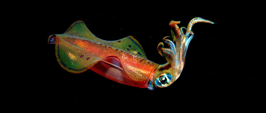 Een ‘Bigfin reef’-inktvis. Foto: Reinhard Dirscherl / Getty