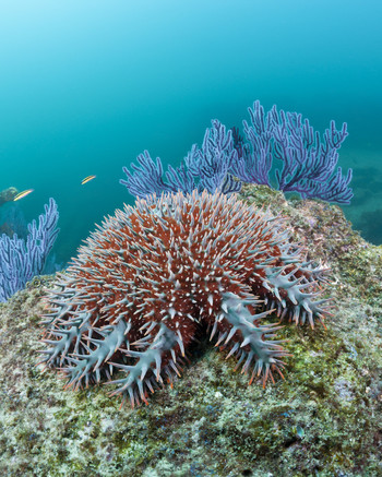 ‘Doornenkroon’ zeester (Acanthaster planci). Foto: Getty Images