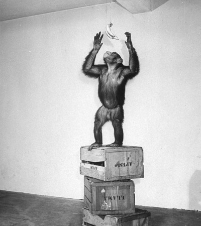 Een chimpansee tijdens een intelligentietest. Foto: Lilo Hess / Getty Images